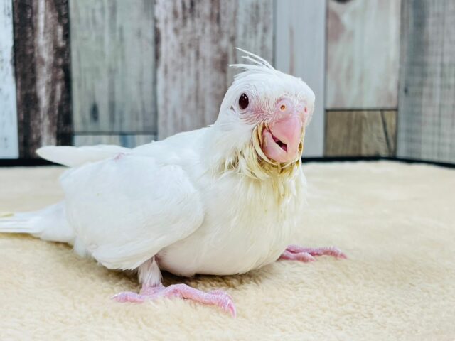 オカメインコ