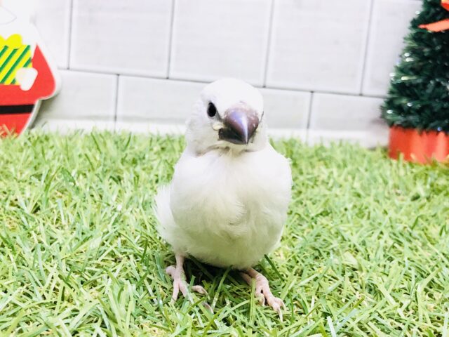 シルバー文鳥