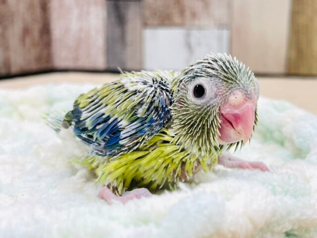 ミニミニサイズの怪獣🦕💚マメルリハインコ（ノーマル）男の子