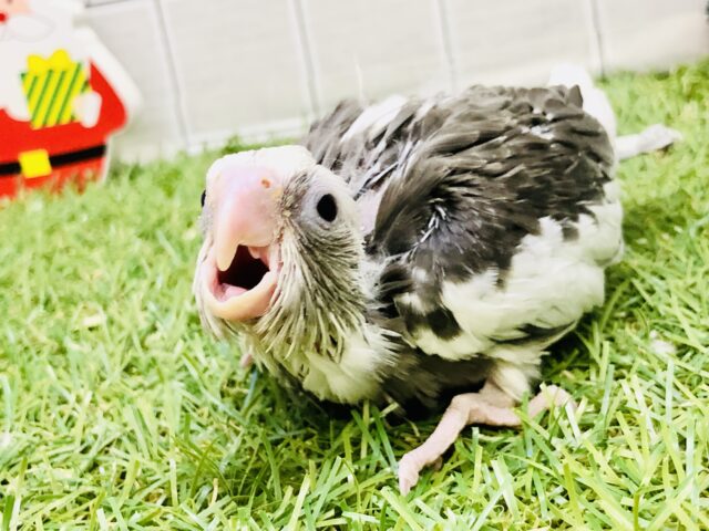 オカメインコ