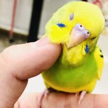 【最新画像更新☆☆】このカラーも魅力的♪♪　セキセイインコ