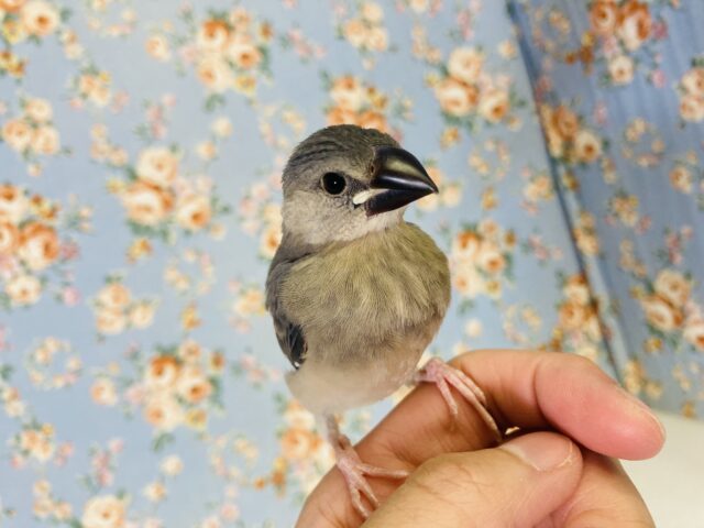 ペンギン文ちゃん🐧❤︎⁾⁾ 手乗り桜文鳥さんです🌸