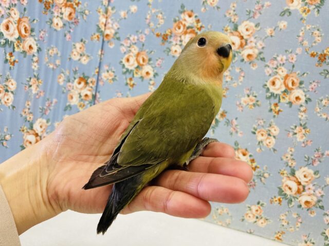 コザクラインコ（小桜インコ）