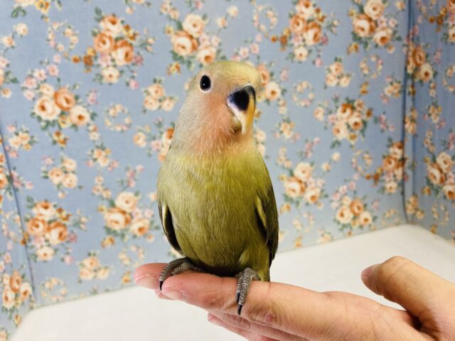 コザクラインコ（小桜インコ）