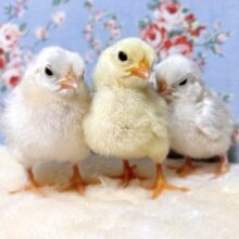 チャボ  ヒヨコちゃんず3羽 誕生♡🐣ྀི🐣ྀི🐣ྀི