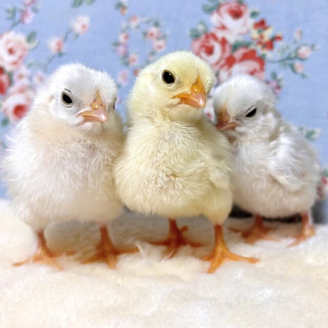 チャボ ヒヨコちゃんず3羽 誕生♡🐣ྀི🐣ྀི🐣ྀི