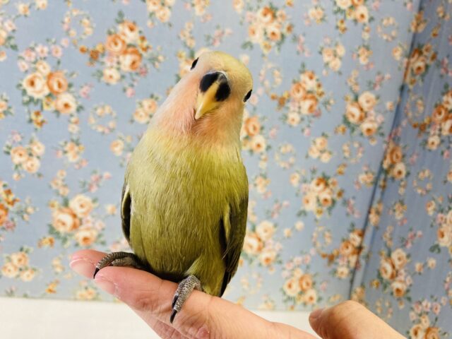 コザクラインコ（小桜インコ）