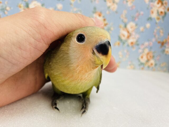 ニッコリスマイル❤︎*ˊᵕˋ ステキな尾羽を見てください🪶✨手乗りコザクラインコ(オリーブ)🫒