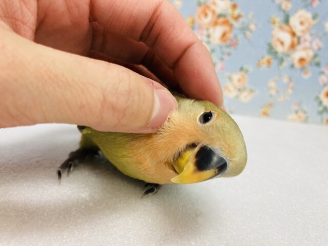 コザクラインコ（小桜インコ）