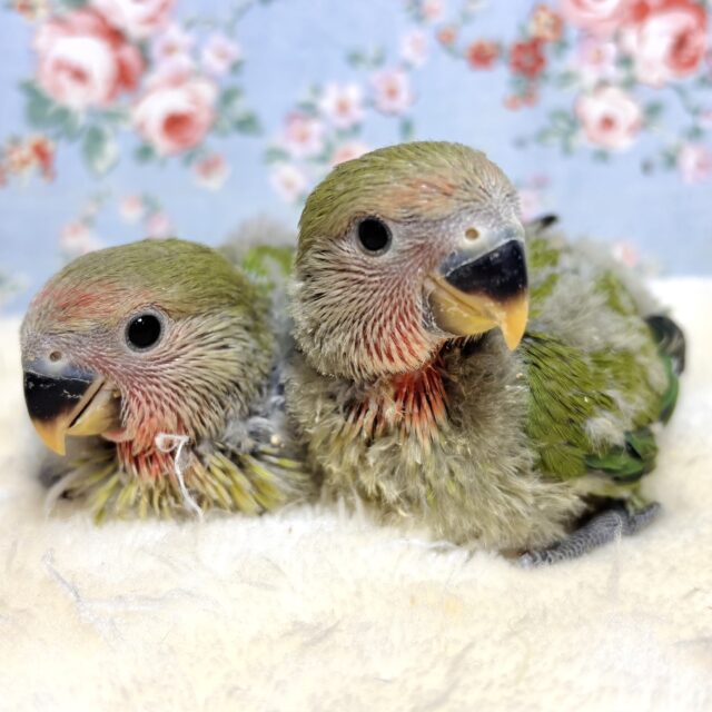 コザクラインコ ノーマル 2羽 🍀❤️∗*ﾟ