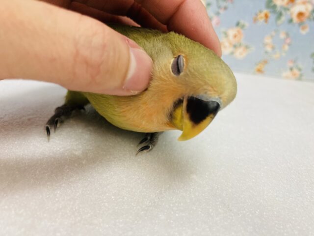 コザクラインコ（小桜インコ）