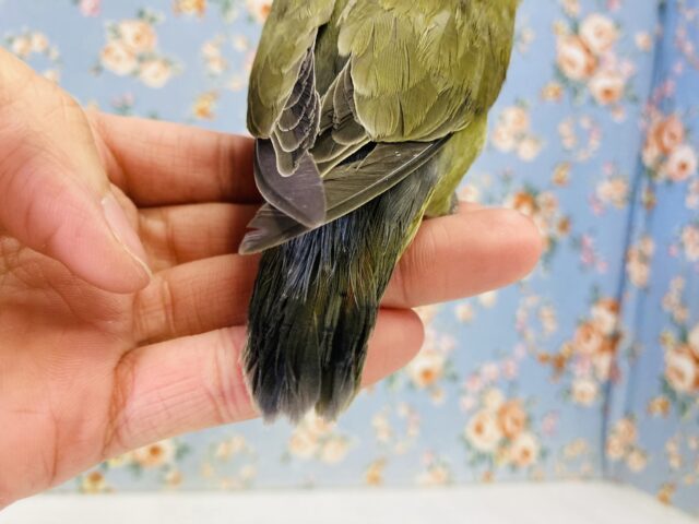 コザクラインコ（小桜インコ）