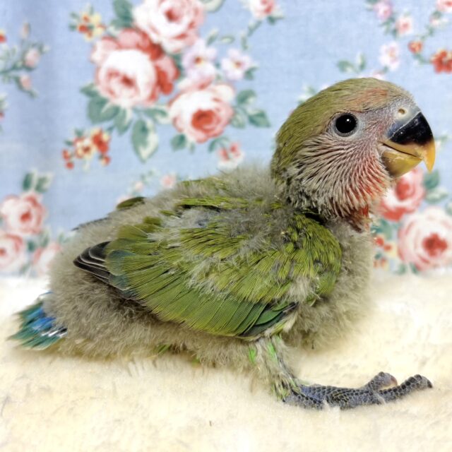 二羽の小鳥 コザクラインコ ノーマル 2羽 🍀❤️∗*ﾟ