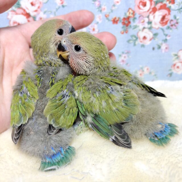 コザクラインコ ノーマル 2羽 🍀❤️∗*ﾟ