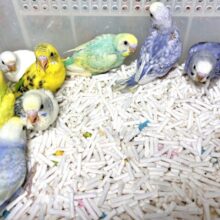 厚木店セキセイインコちゃんず！寒い中来てくれました🍀*❄️