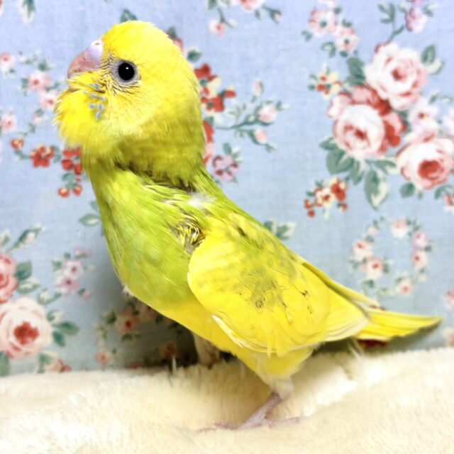 厚木店セキセイインコちゃんず!寒い中来てくれました🍀*❄️ セキセイインコ