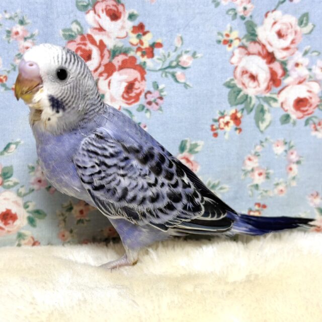 厚木店セキセイインコちゃんず!寒い中来てくれました🍀*❄️ セキセイインコ