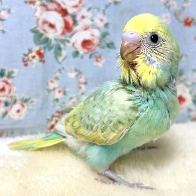 インコさん セキセイインコさんランプ | slafactory's STORE