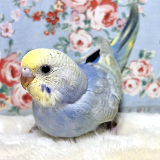 厚木店セキセイインコちゃんず!寒い中来てくれました🍀*❄️ セキセイインコ