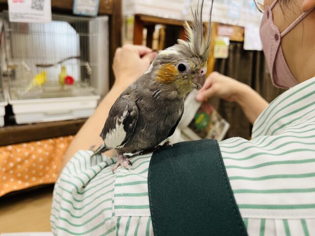 オカメインコ