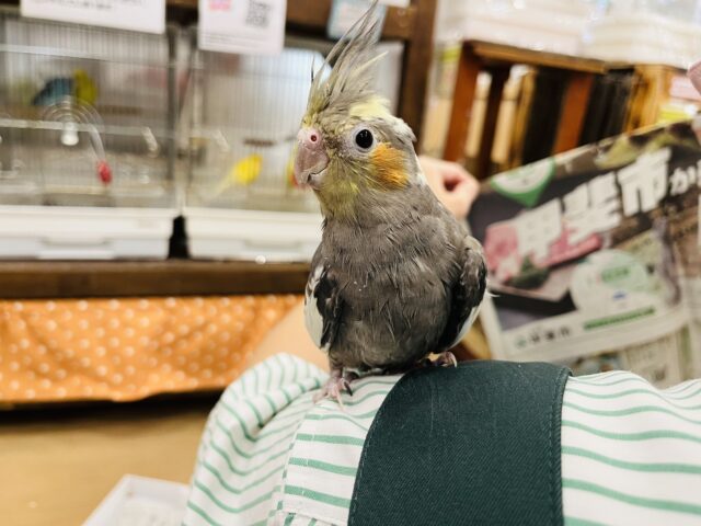 オカメインコ