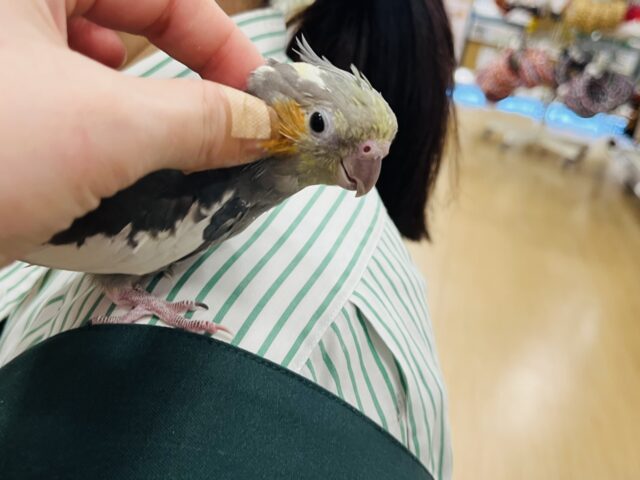 オカメインコ