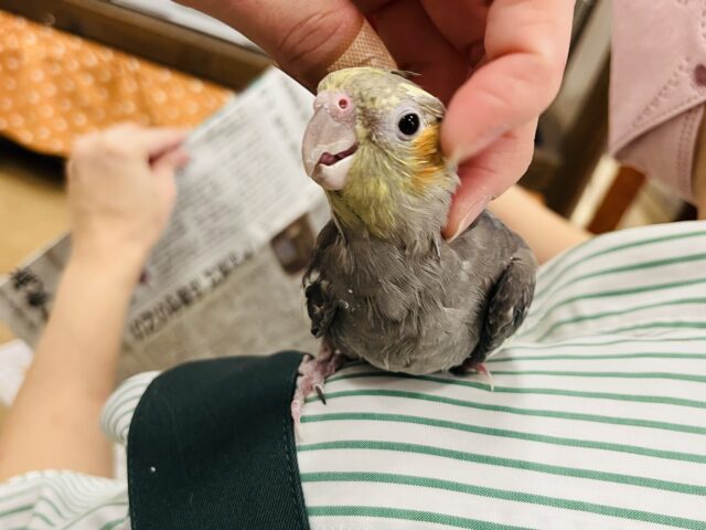 オカメインコ