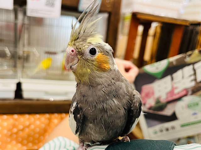 【最新画像更新🪄】慎重派なのはオカメならではですよね‪☆オカメインコ(ノーマル)