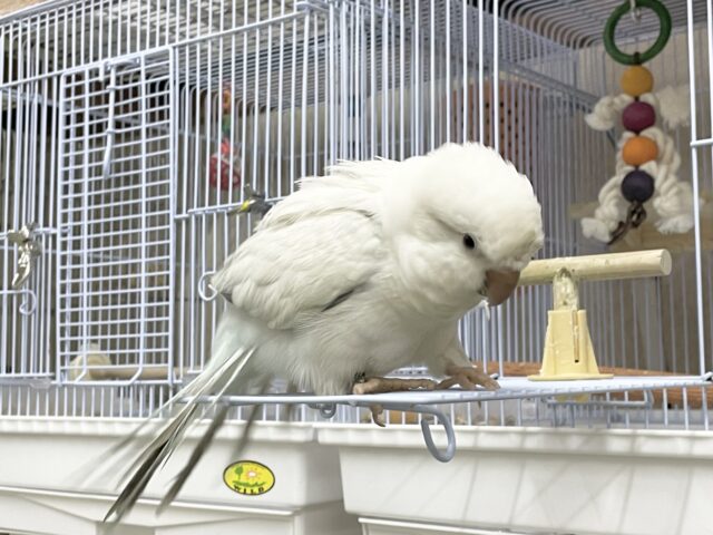 オキナインコ