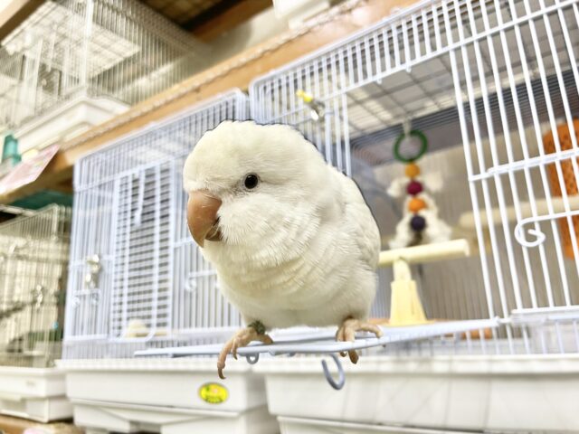 オキナインコ