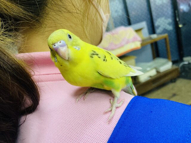 セキセイインコ