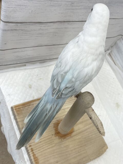 オキナインコ