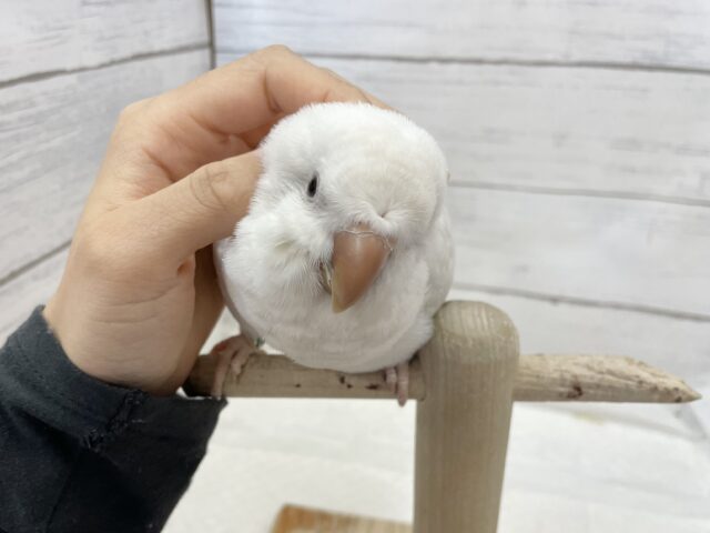 オキナインコ