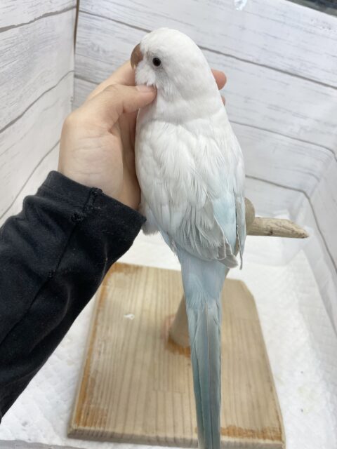 オキナインコ