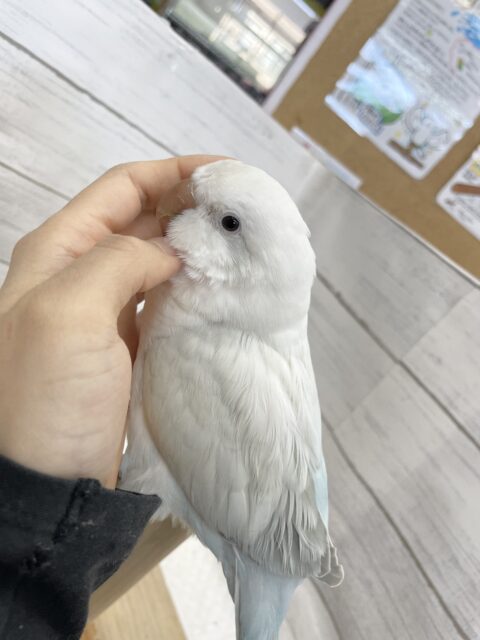 オキナインコ