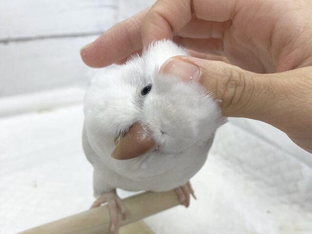 オキナインコ