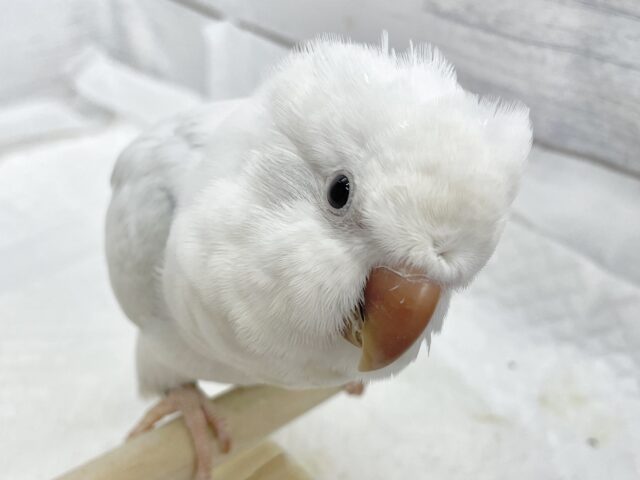 オキナインコ