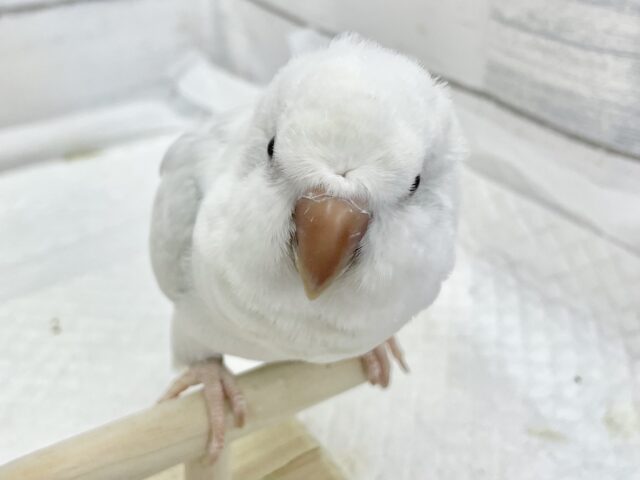 オキナインコ