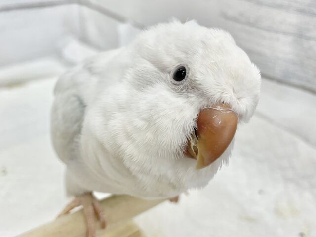 オキナインコ