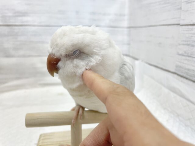 オキナインコ