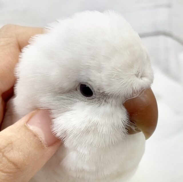 オキナインコ