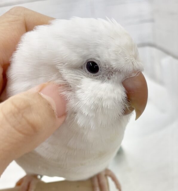 オキナインコ