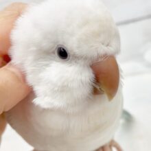 激かわ🤍甘え上手のオキナインコ（ブルーパリドオパーリン）