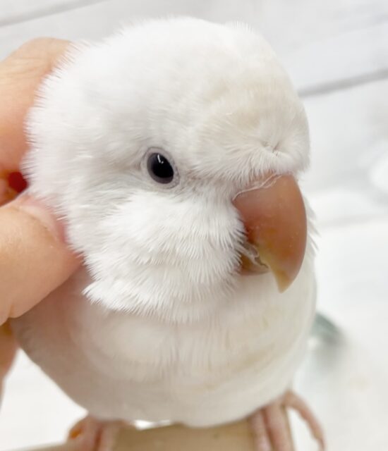 激かわ🤍甘え上手のオキナインコ（ブルーパリドオパーリン）