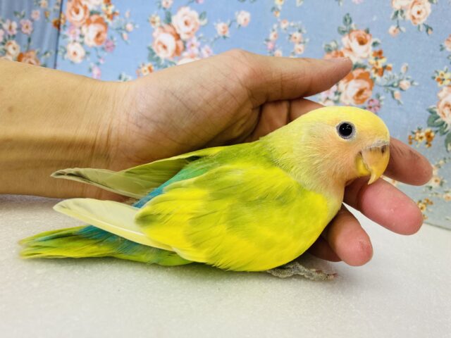 コザクラインコ（小桜インコ）