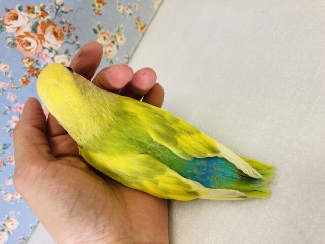 コザクラインコ（小桜インコ）