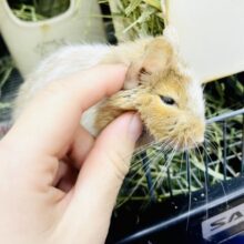 どっしりかまえて待っているよ🙌🙌カキカキ⭕️デグー　サンドパイド