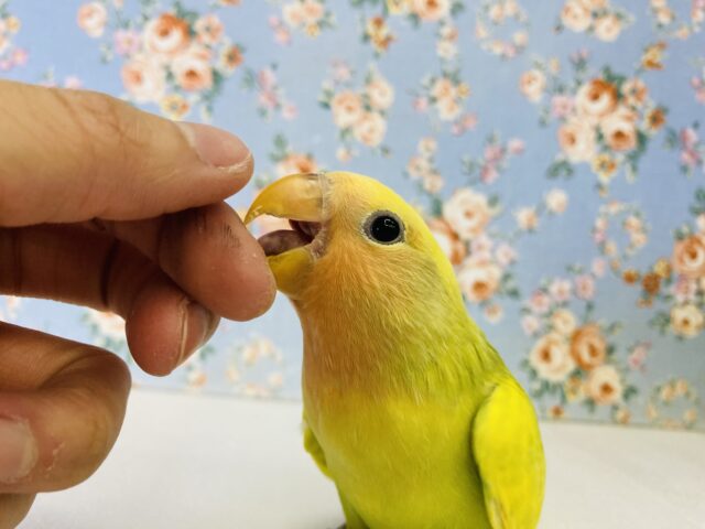 コザクラインコ（小桜インコ）