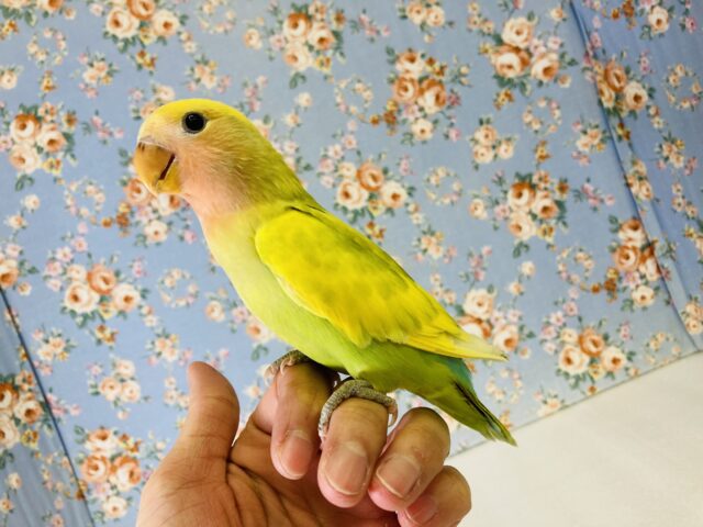 コザクラインコ（小桜インコ）