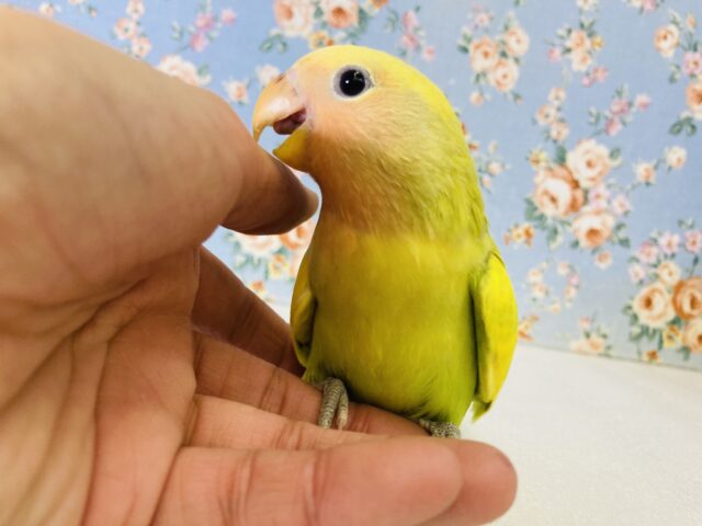 コザクラインコ（小桜インコ）